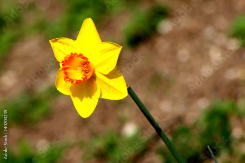 Narciso giallo photo