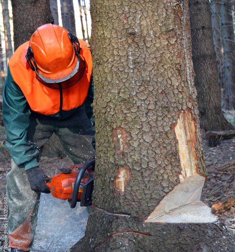 Lumberjack cutting down tree