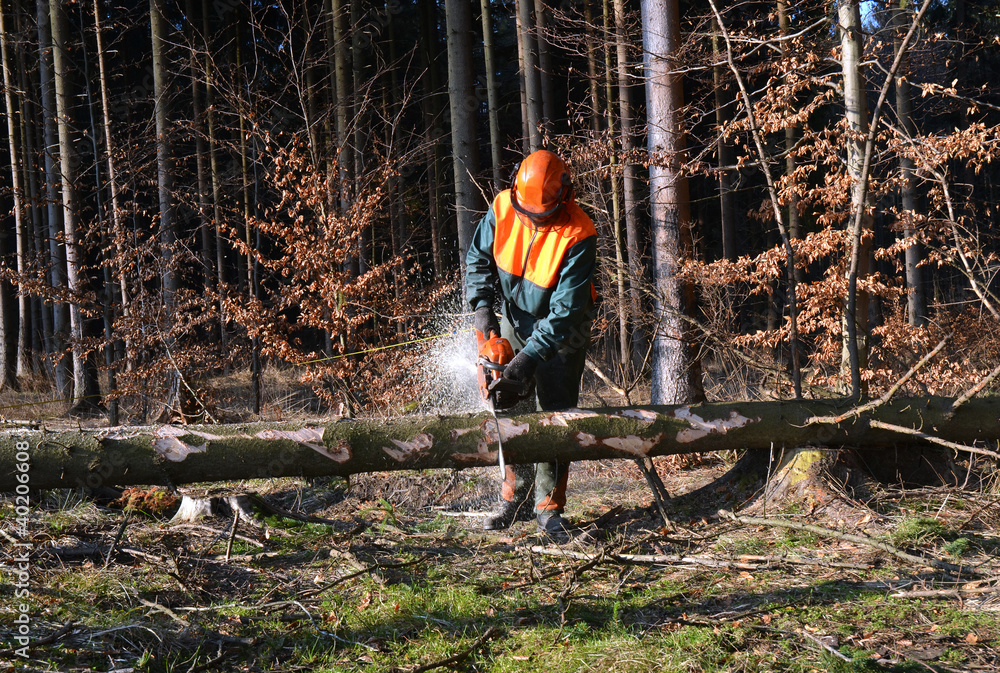 Cutting tree in pieces, woodcutter Cutting tree in pieces, woodcutter