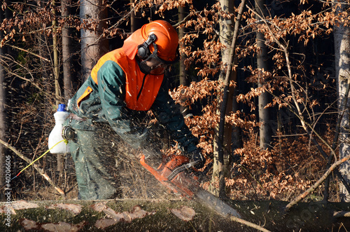 Cutting branches on spruce tree