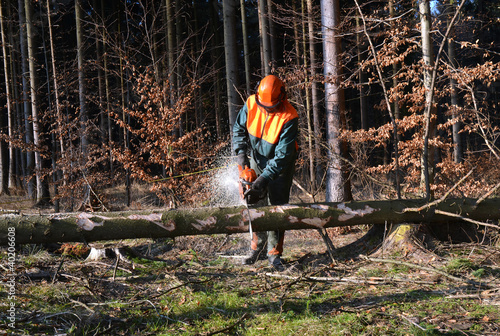 Cutting tree in pieces, woodcutter