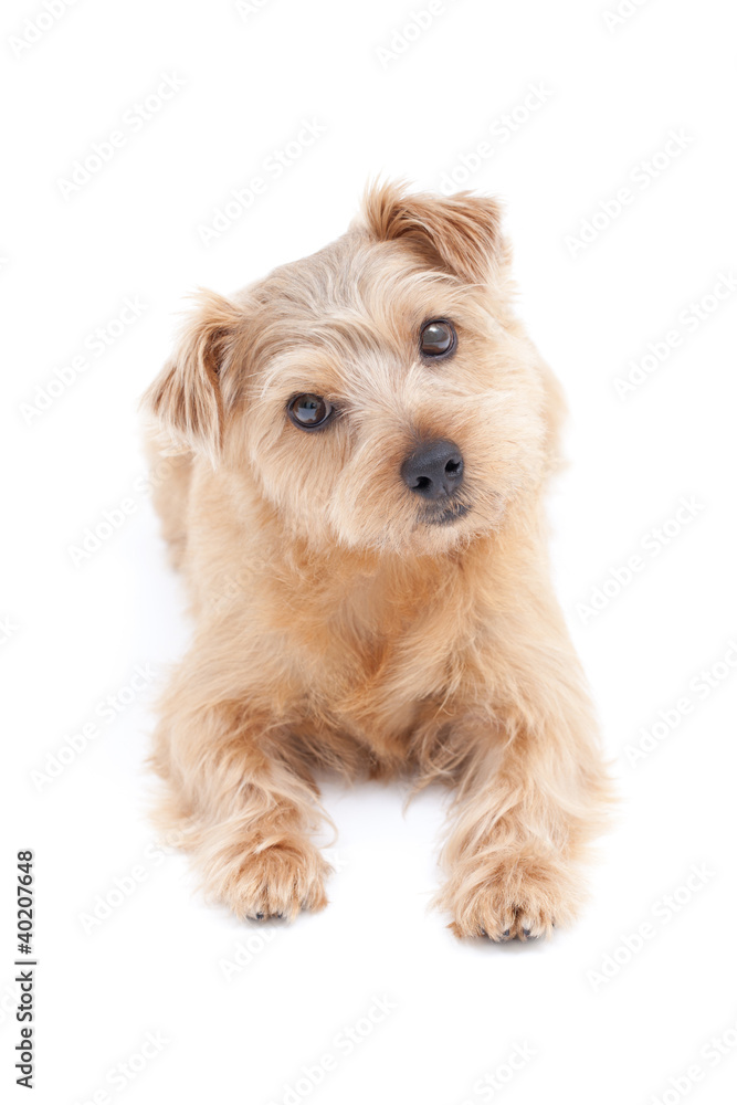 首を傾げる犬 首を傾げる犬