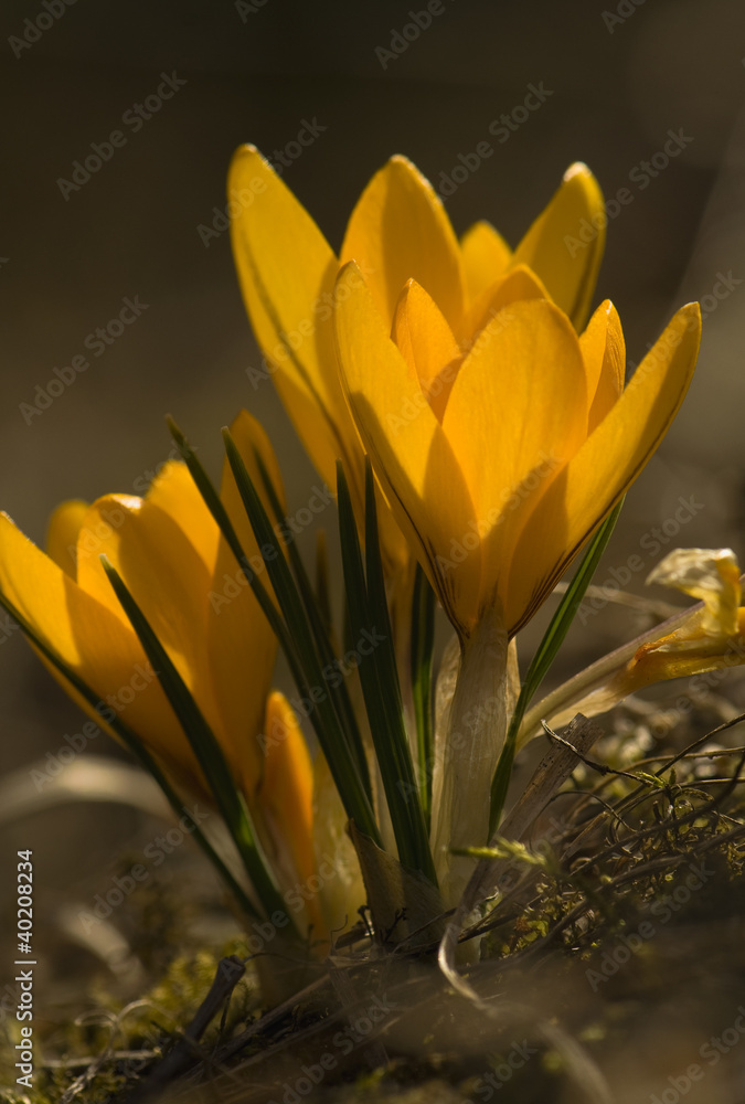 Fototapeta premium Crocus