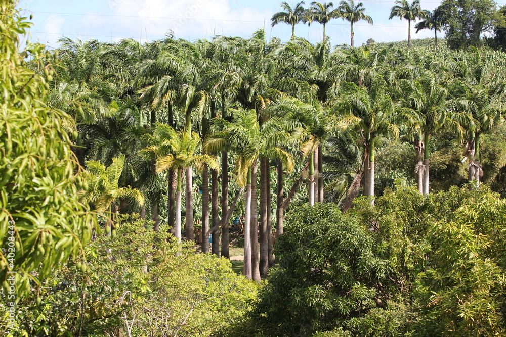 Fototapeta premium Martinique - Habitation Clément