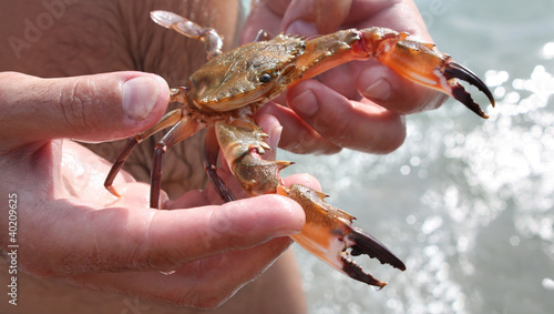 Beautiful crab in hands of the hunter