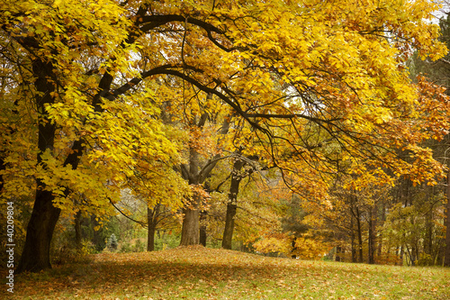 Autumn / Gold Trees in a park