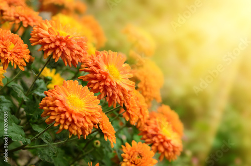 Chrysanthemums