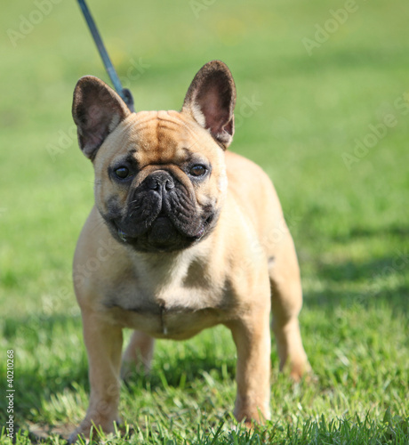 French Bulldog  standing on the grass © mdmmikle