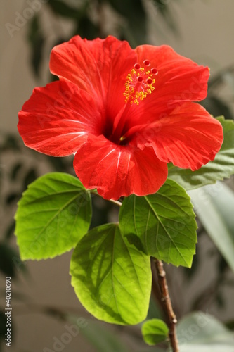 Hibiscus rosa-sinensis
