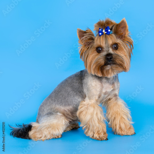Dog on blue background