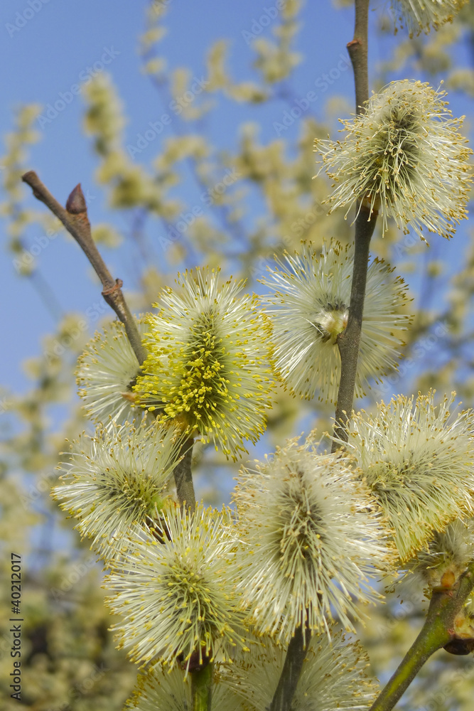spring willow with catkins