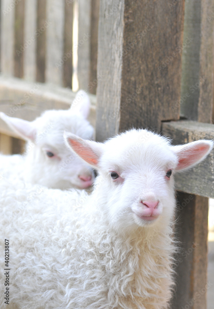 Fototapeta premium lamb at a barnyard stable.