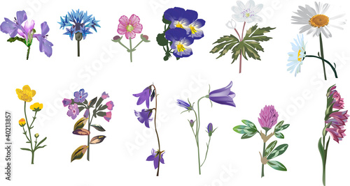 set of wild isolated flowers