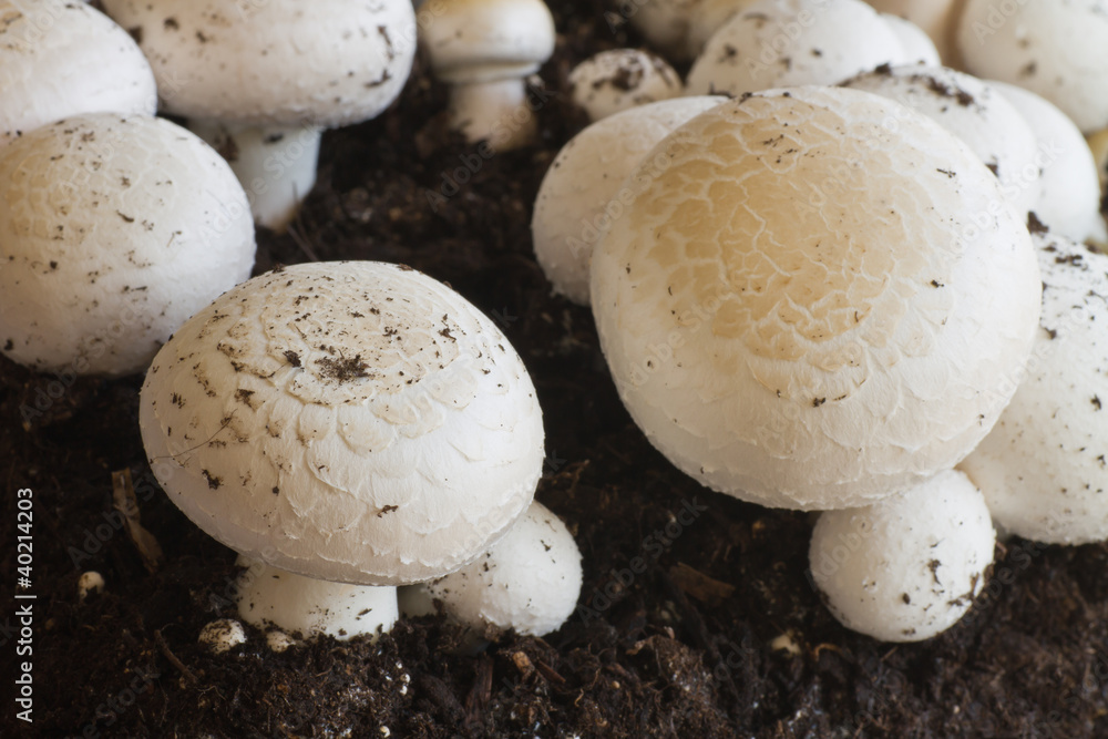 Close up view of button mushrooms, fresh white field mushroom in dark soil Close up view of button mushrooms, fresh white field mushroom in dark soil