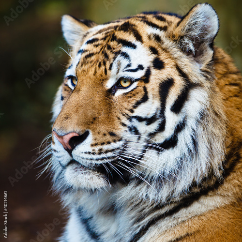 Closeup of a Siberian tiger also know as Amur tiger (Panthera ti photo