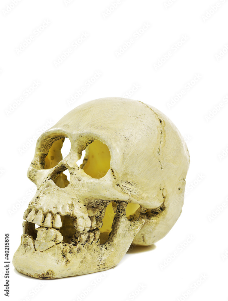 Fototapeta premium skull isolated on a white background