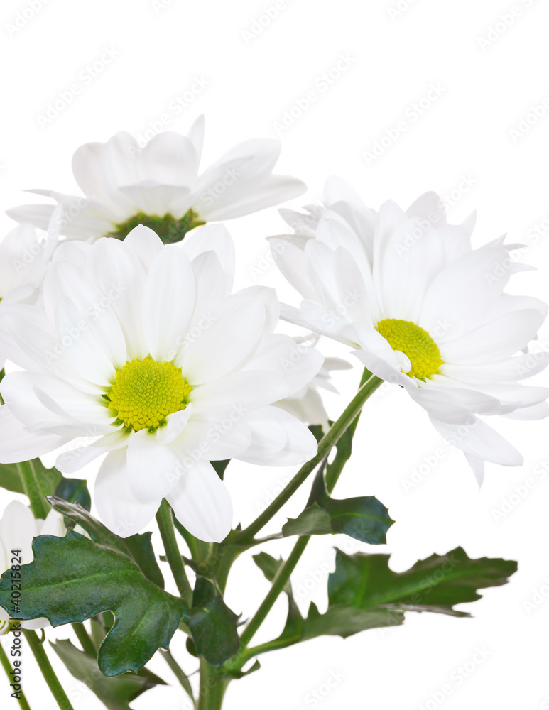 White chrysanthemum isolated on white White chrysanthemum isolated on white