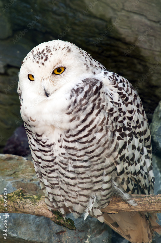 Snowy Owl Snowy Owl