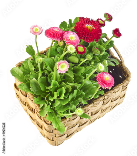 daisies in a basket - floral decoration