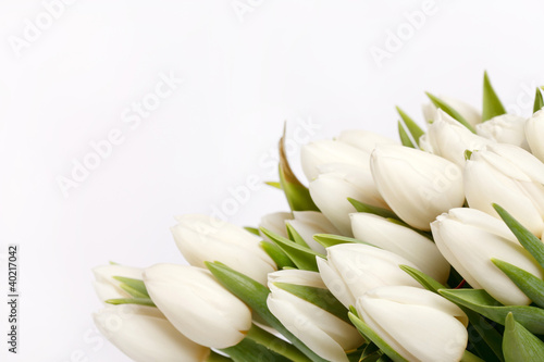 Fototapeta Naklejka Na Ścianę i Meble -  beautiful tulips