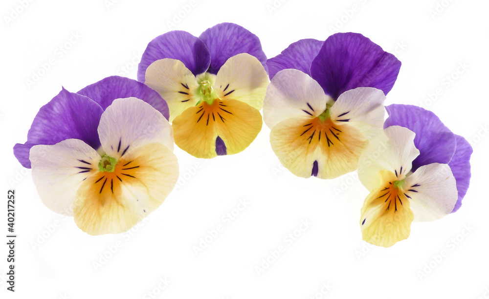 pansy flowers isolated