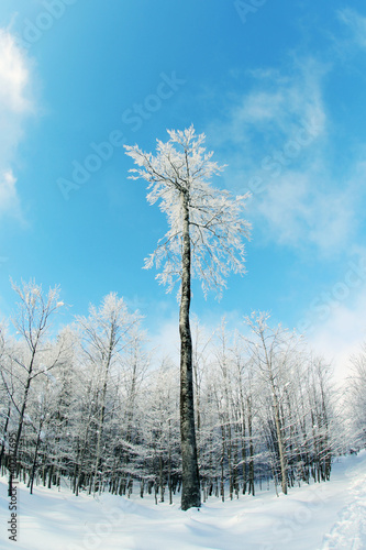 Winter tree landscape