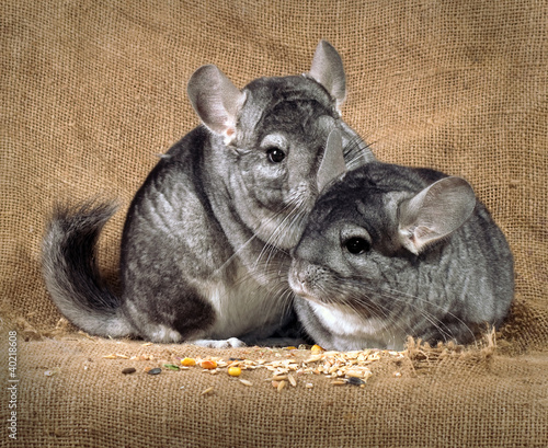Chinchilla against an old sacking.