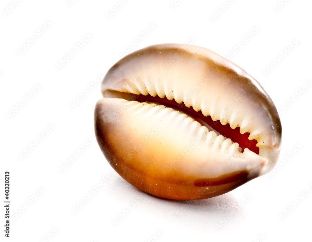 beautiful seashell on white background