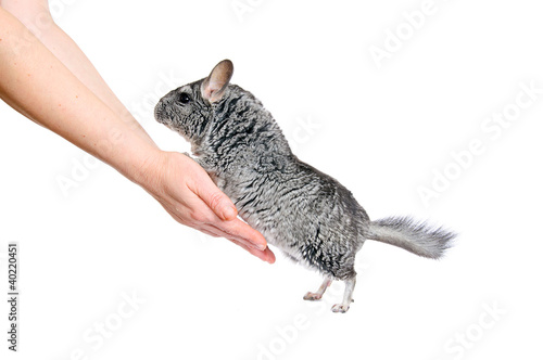 Grey chinchilla and human hands. Is isolated. photo