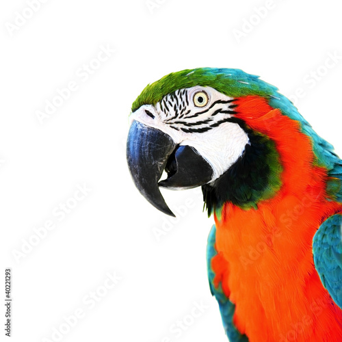 parrot