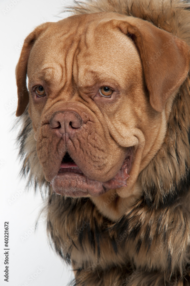 Mastiff dog wearing raccoon fur jacket Mastiff dog wearing raccoon fur jacket