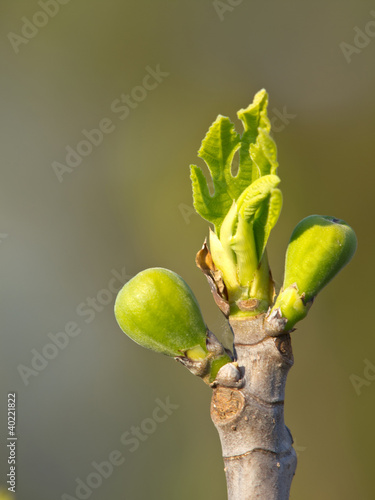 fig bud