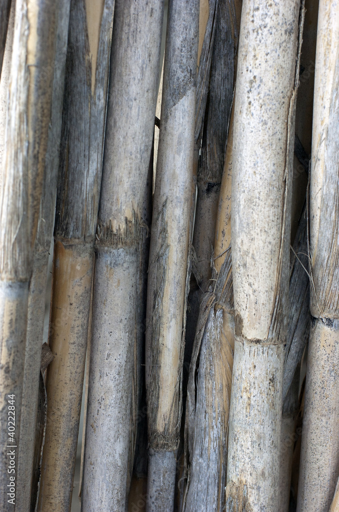 Fototapeta premium Fondo de cañas