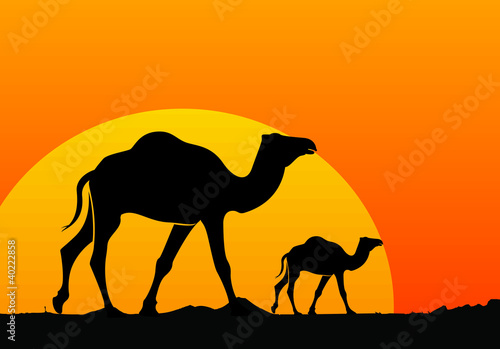 Camel and sunset