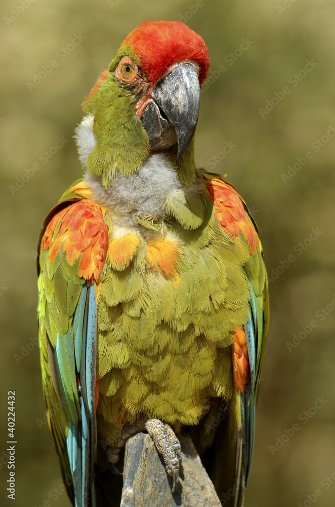 Closeup military macaw