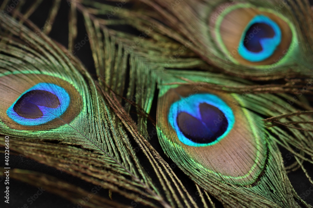 Obraz premium Красивые перья павлина