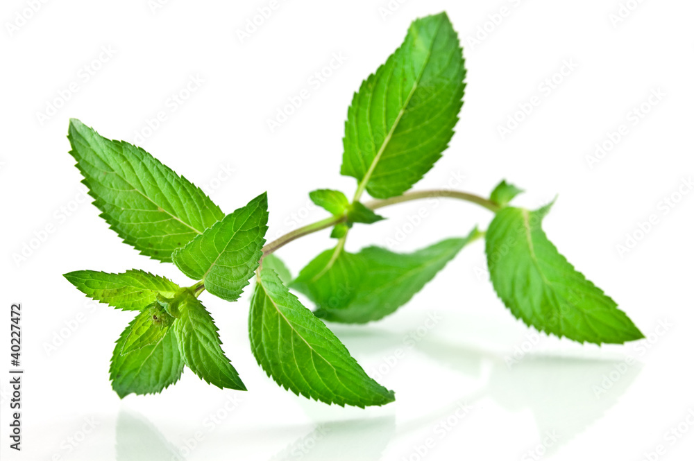 Fresh-picked mint leaves Fresh-picked mint leaves