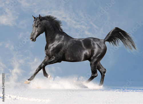 black arab horse in the winter
