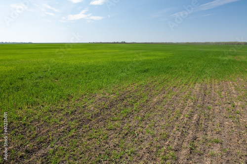 Green field and blue sky