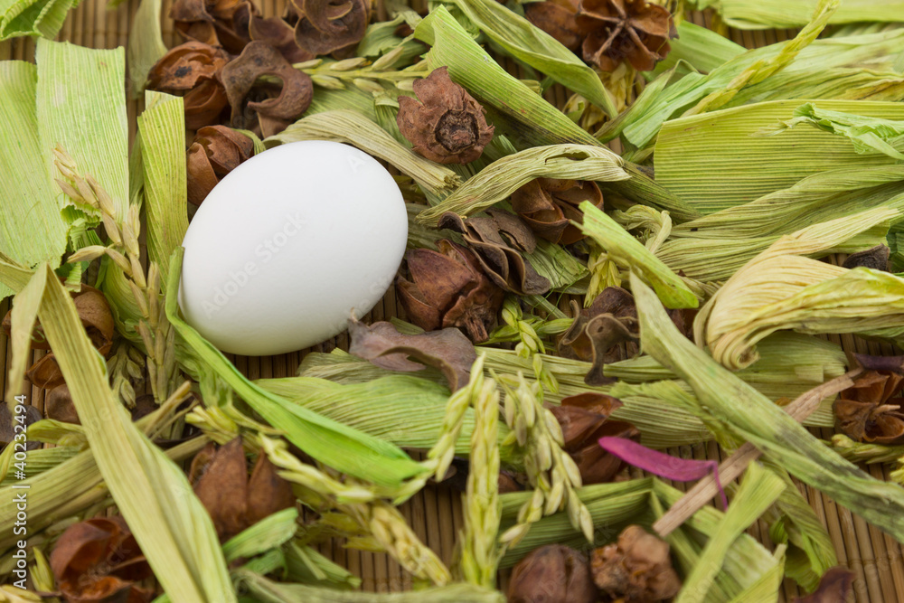 Lonely white egg among brushwood