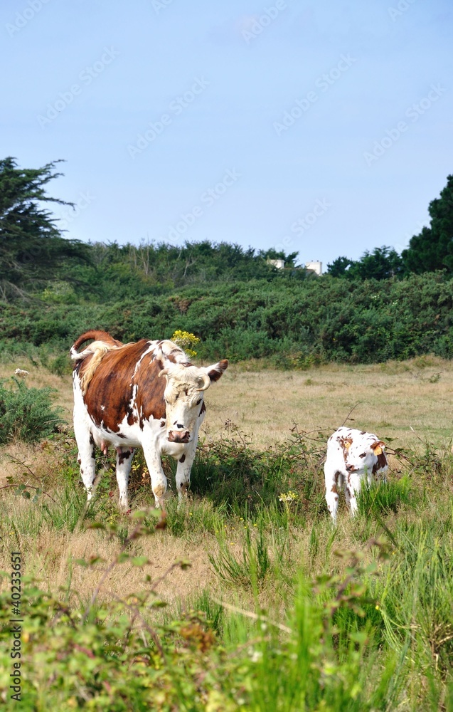une vache et son veau 1 une vache et son veau 1