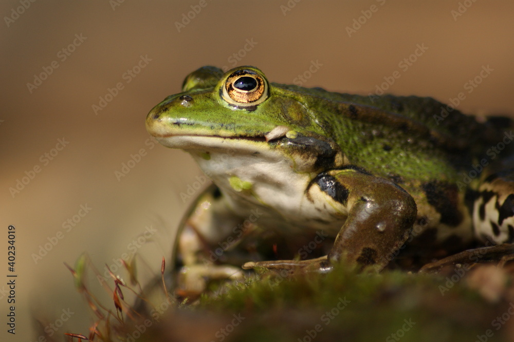 Fototapeta premium grenouille