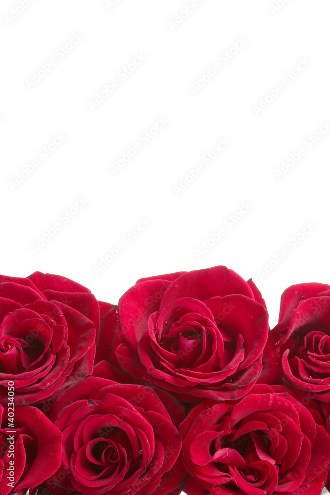 Beautiful red roses isolated on white Beautiful red roses isolated on white