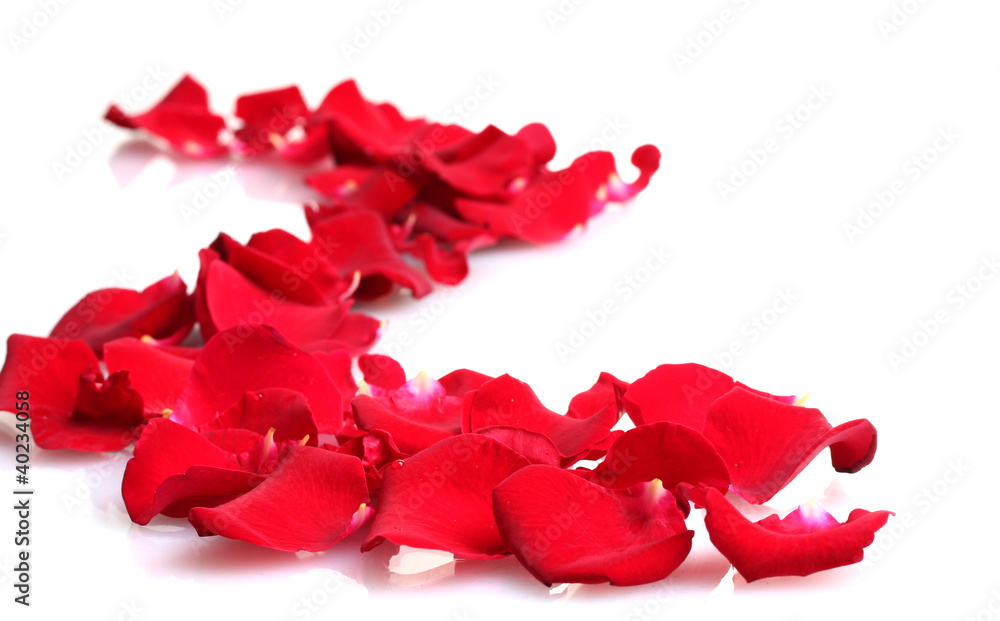 beautiful petals of red roses isolated on white