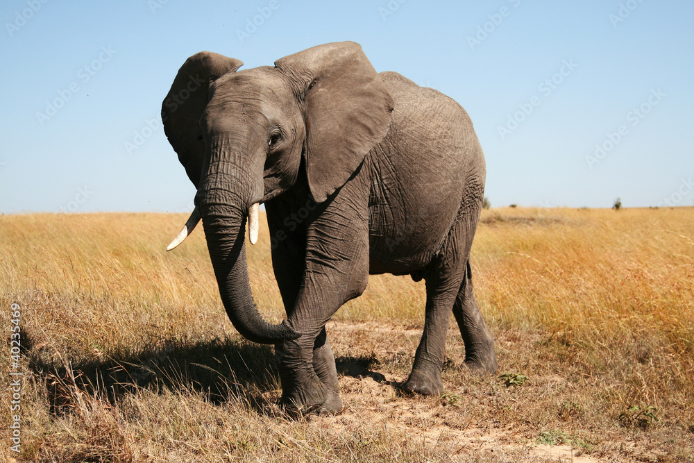 Fototapeta premium Elephant in Masai Mara, Kenya