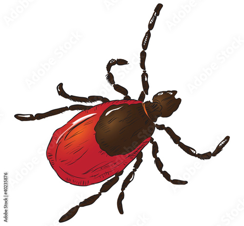 House dust mite