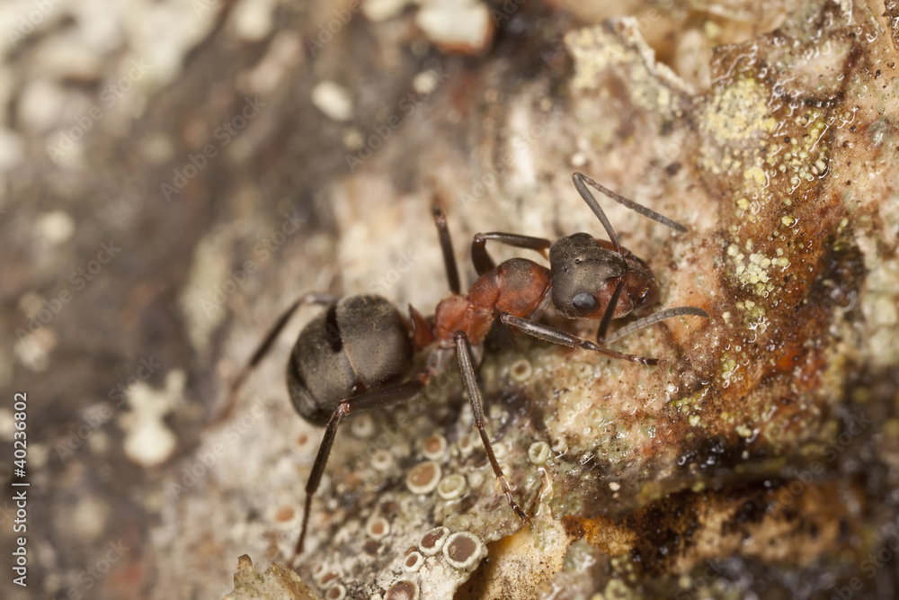 Southern wood ant, formica rufa feeding on sap