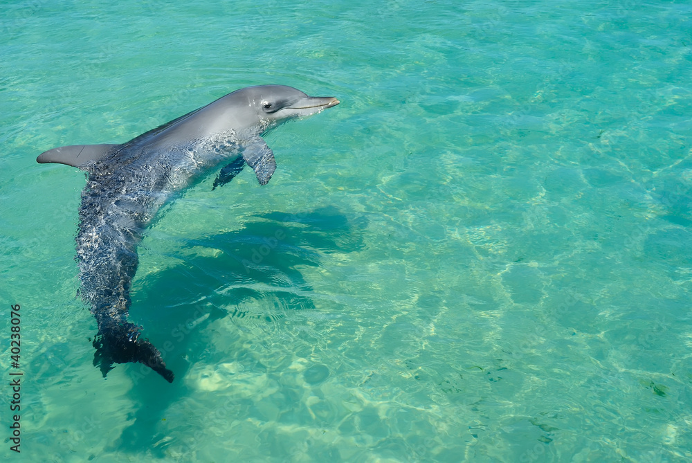 Obraz premium Swimming dolphin