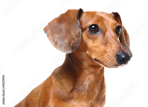 dachshund dog © leungchopan
