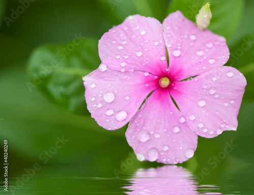 pervenche de madagascar  catharanthus roseus